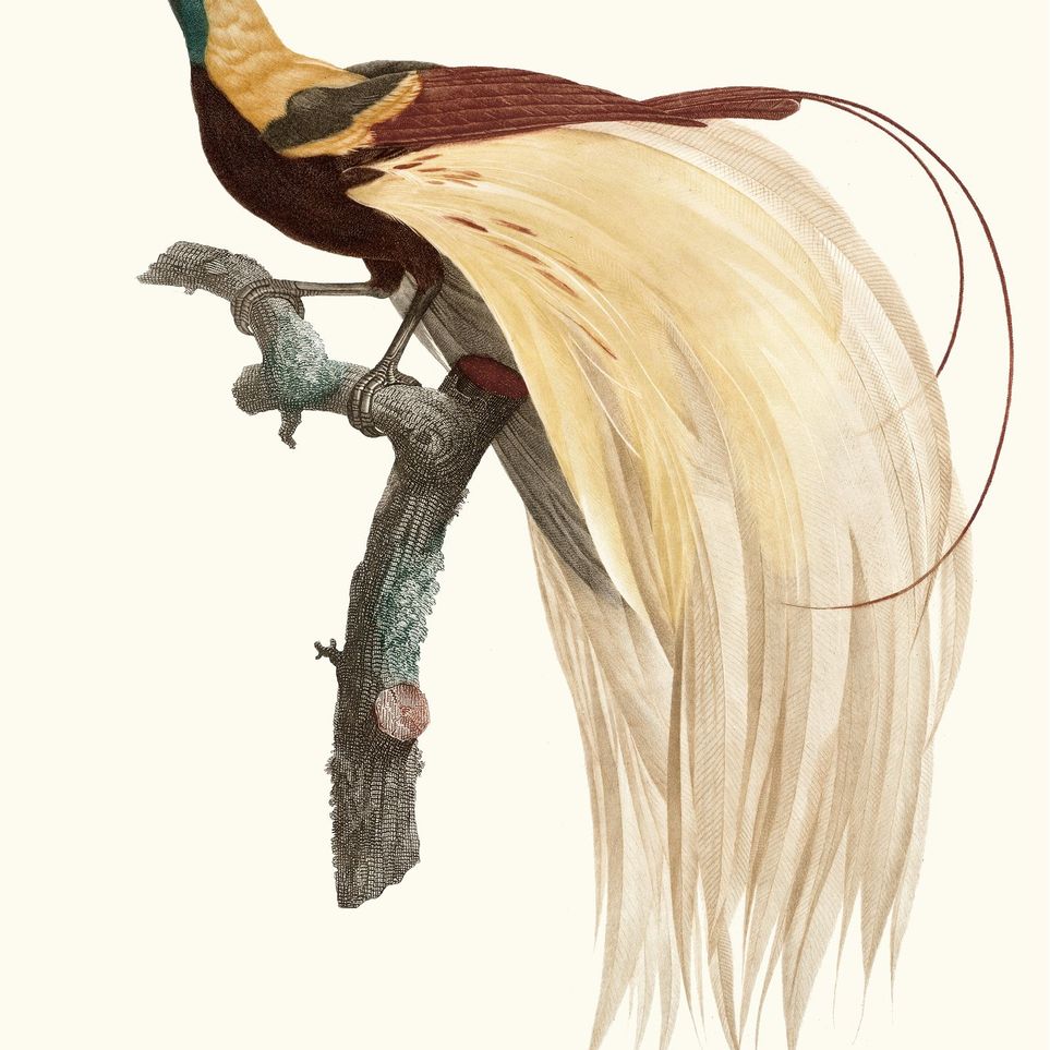 Open beak and trailing plumes