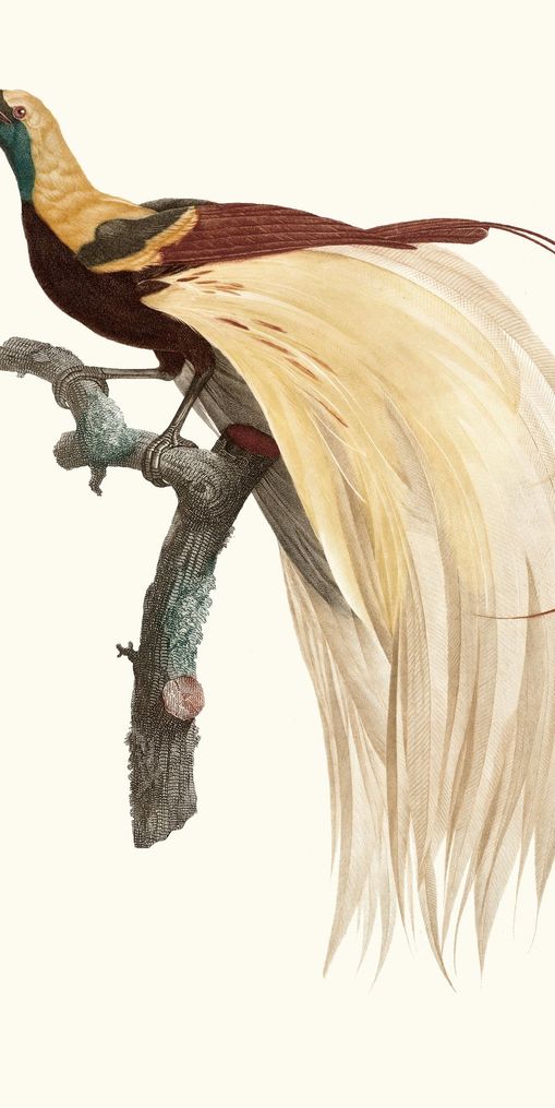 Open beak and trailing plumes