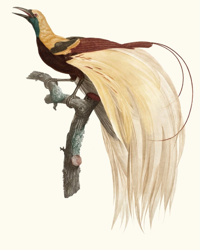 Open beak and trailing plumes
