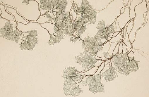 A Field of Drawn Canopies