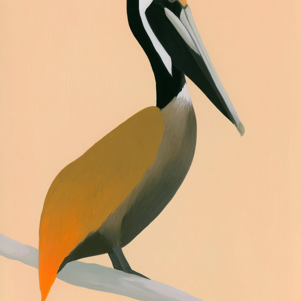 Pelican in peach light