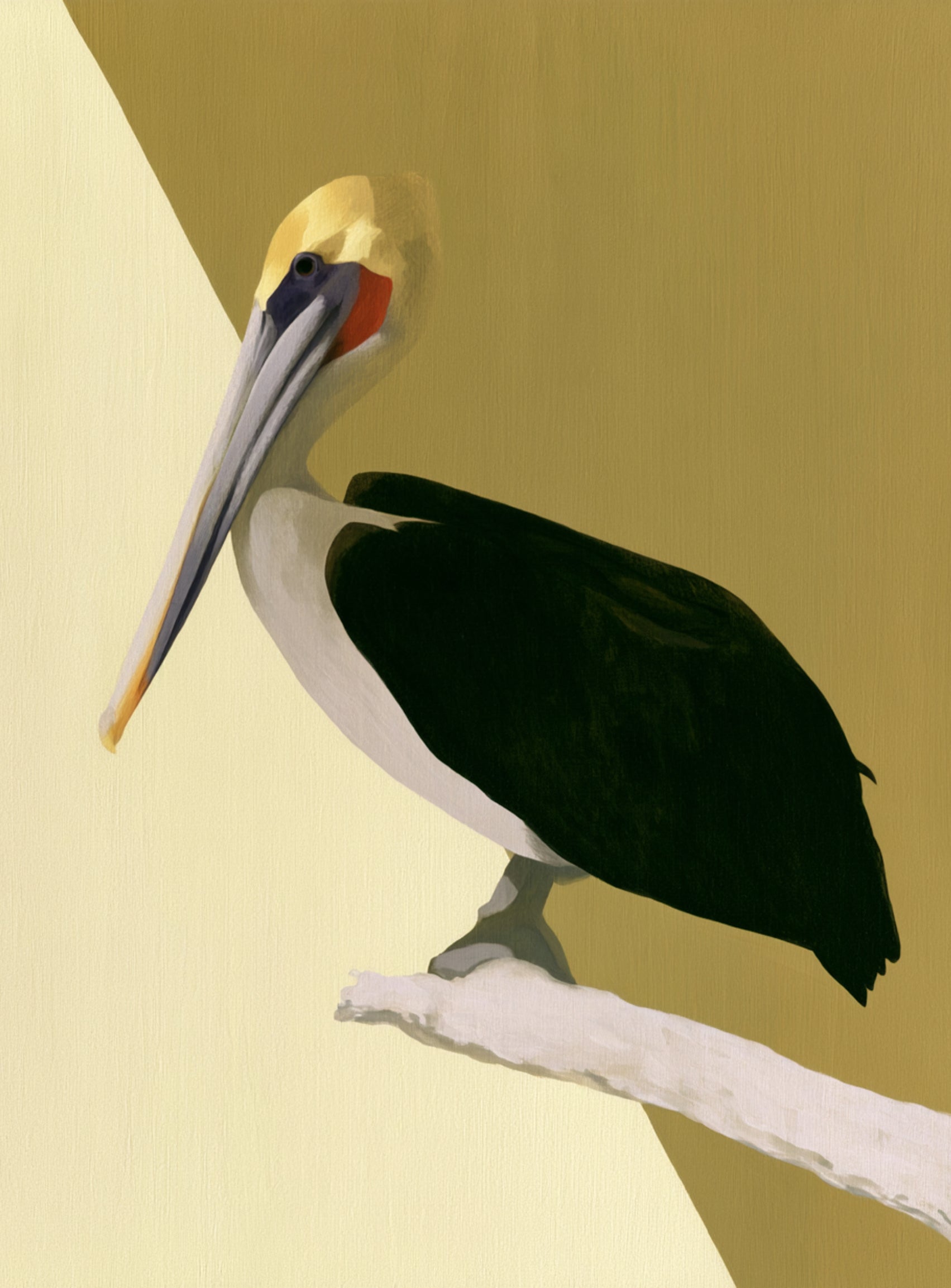 Pelican in quiet balance