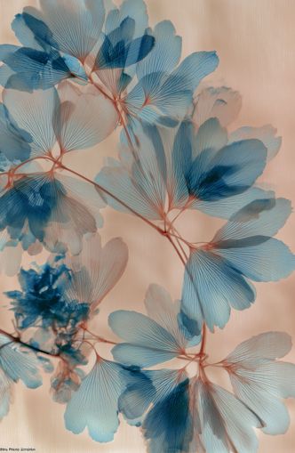 Light Held in the Blossoms