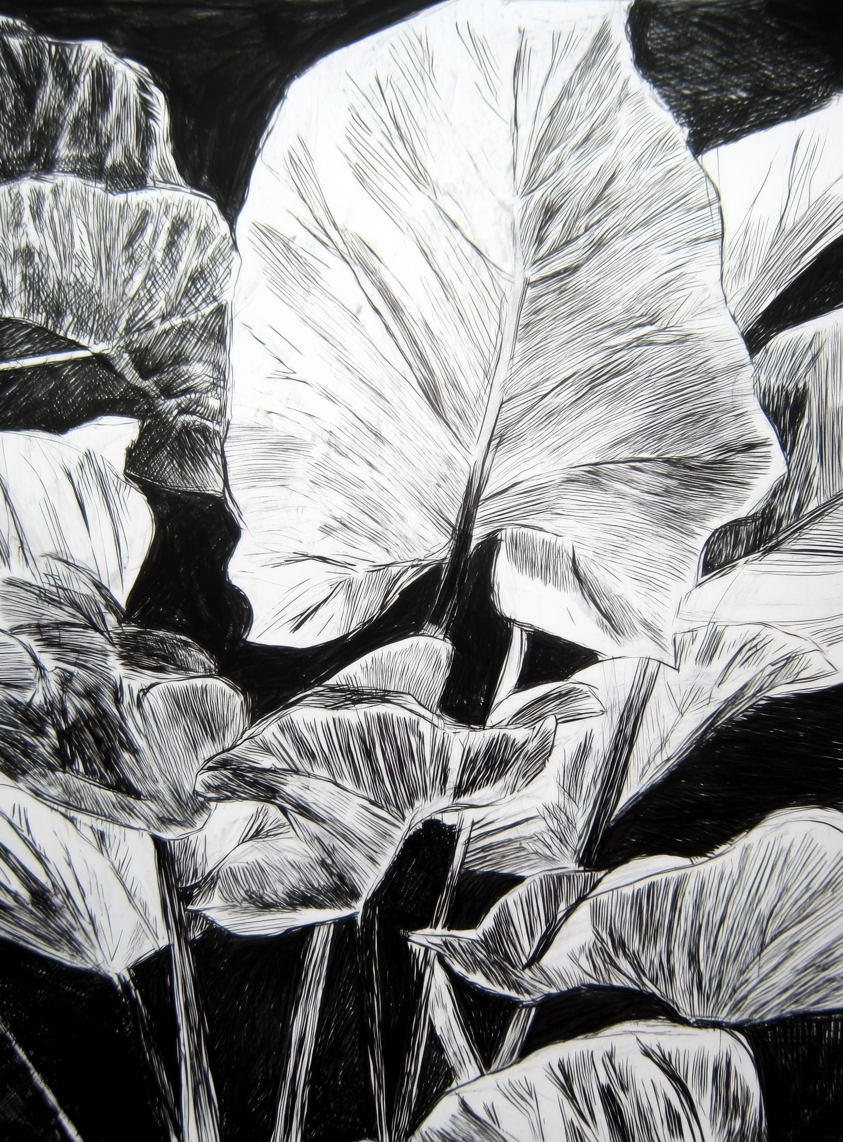 A Cluster of Leaves
