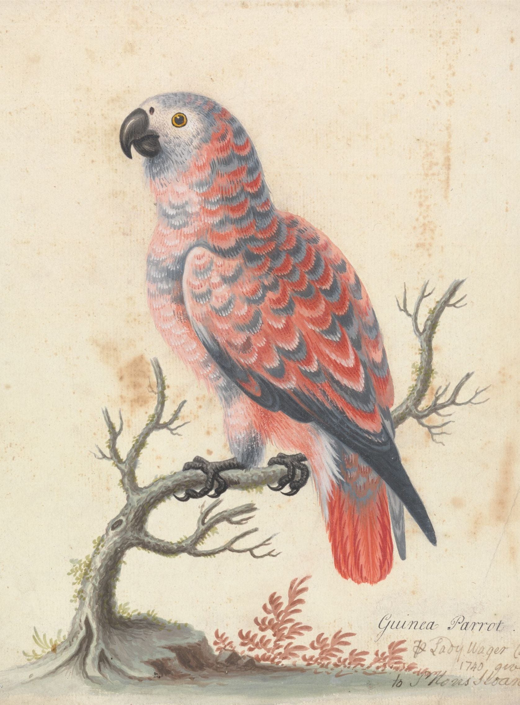 Parrot among bare branches
