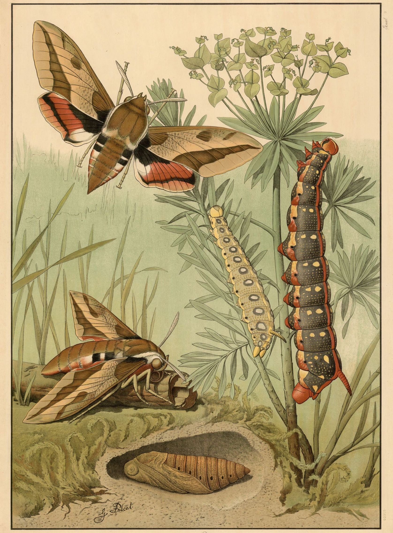 Red bands on moth wings