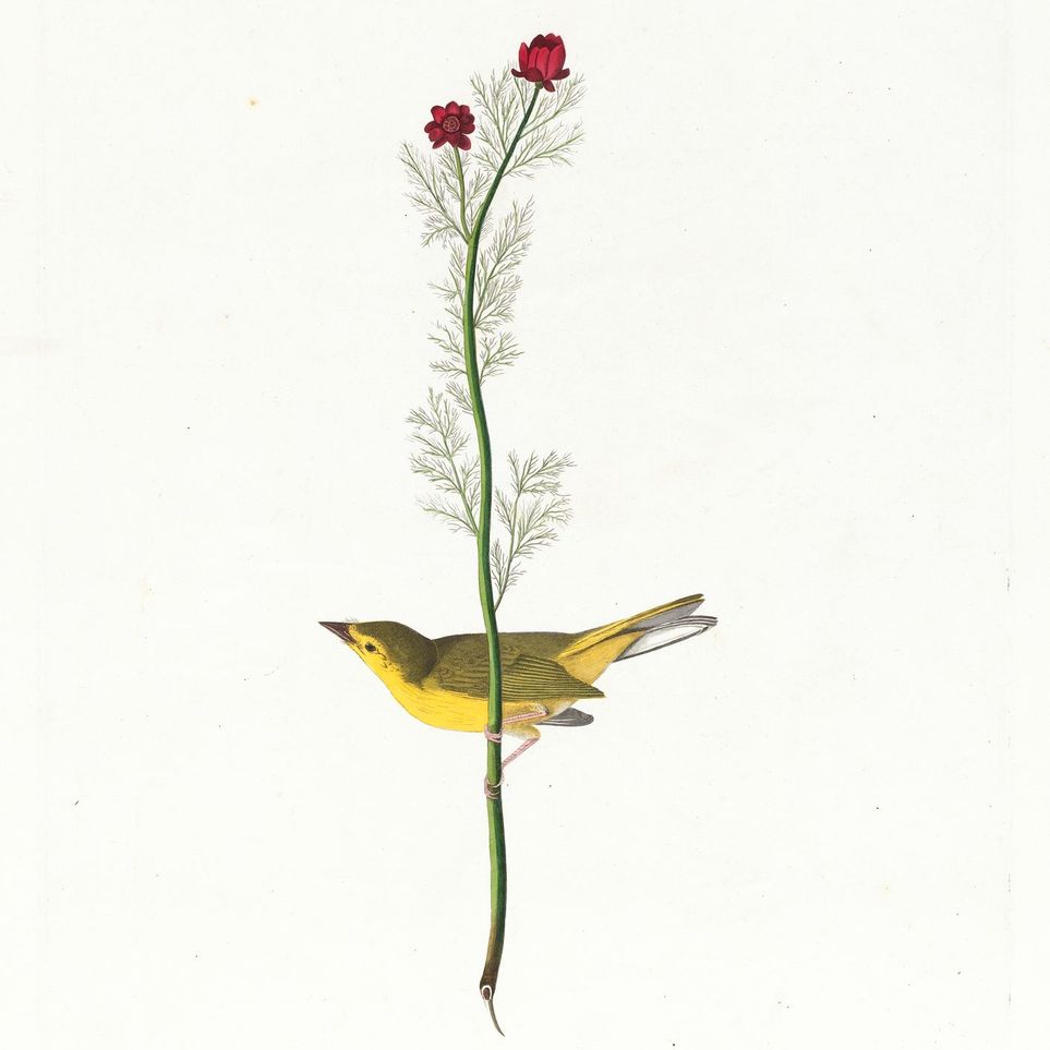 A yellow bird beneath red blooms