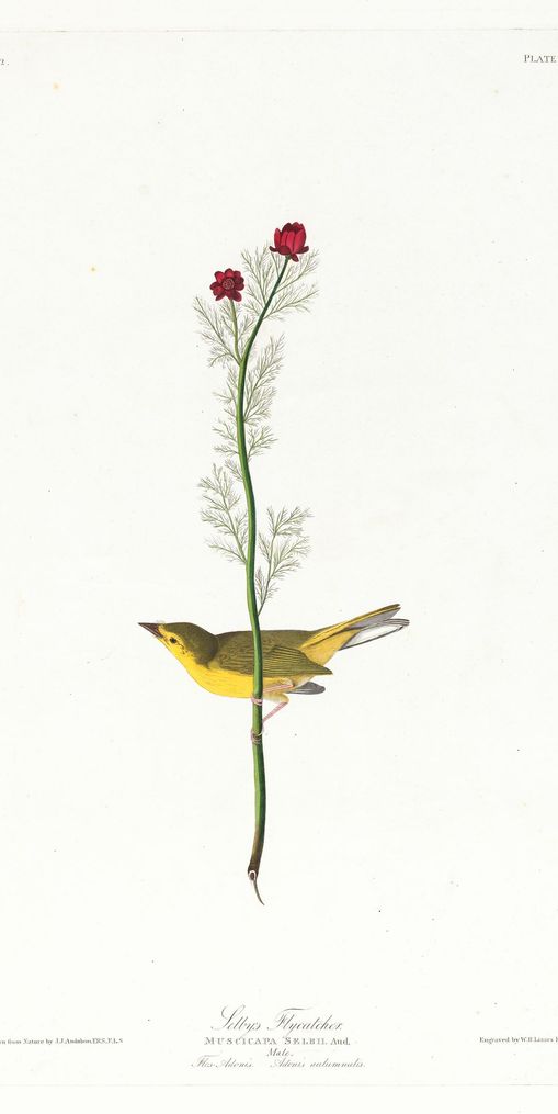 A yellow bird beneath red blooms