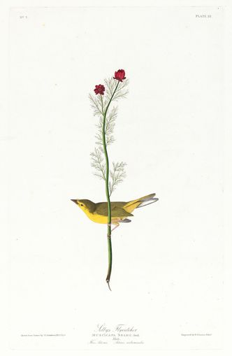 A yellow bird beneath red blooms