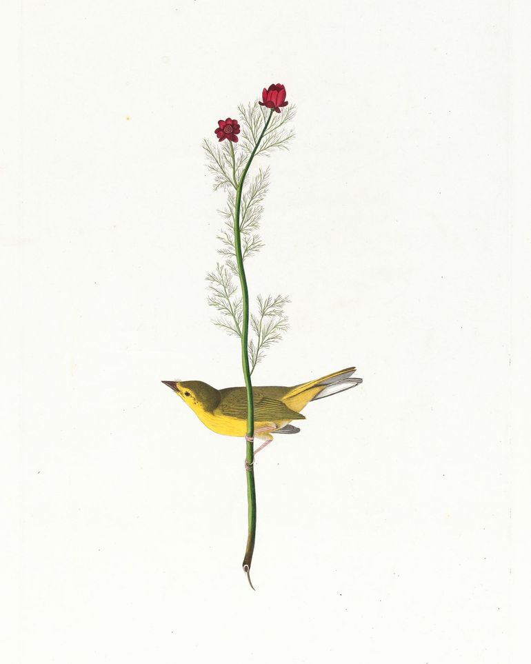 A yellow bird beneath red blooms