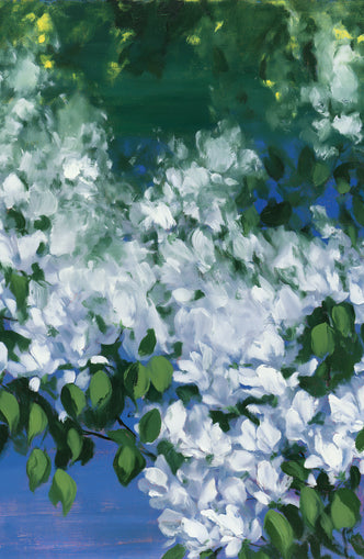 White blossoms over blue shade