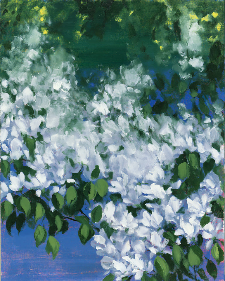 White blossoms over blue shade