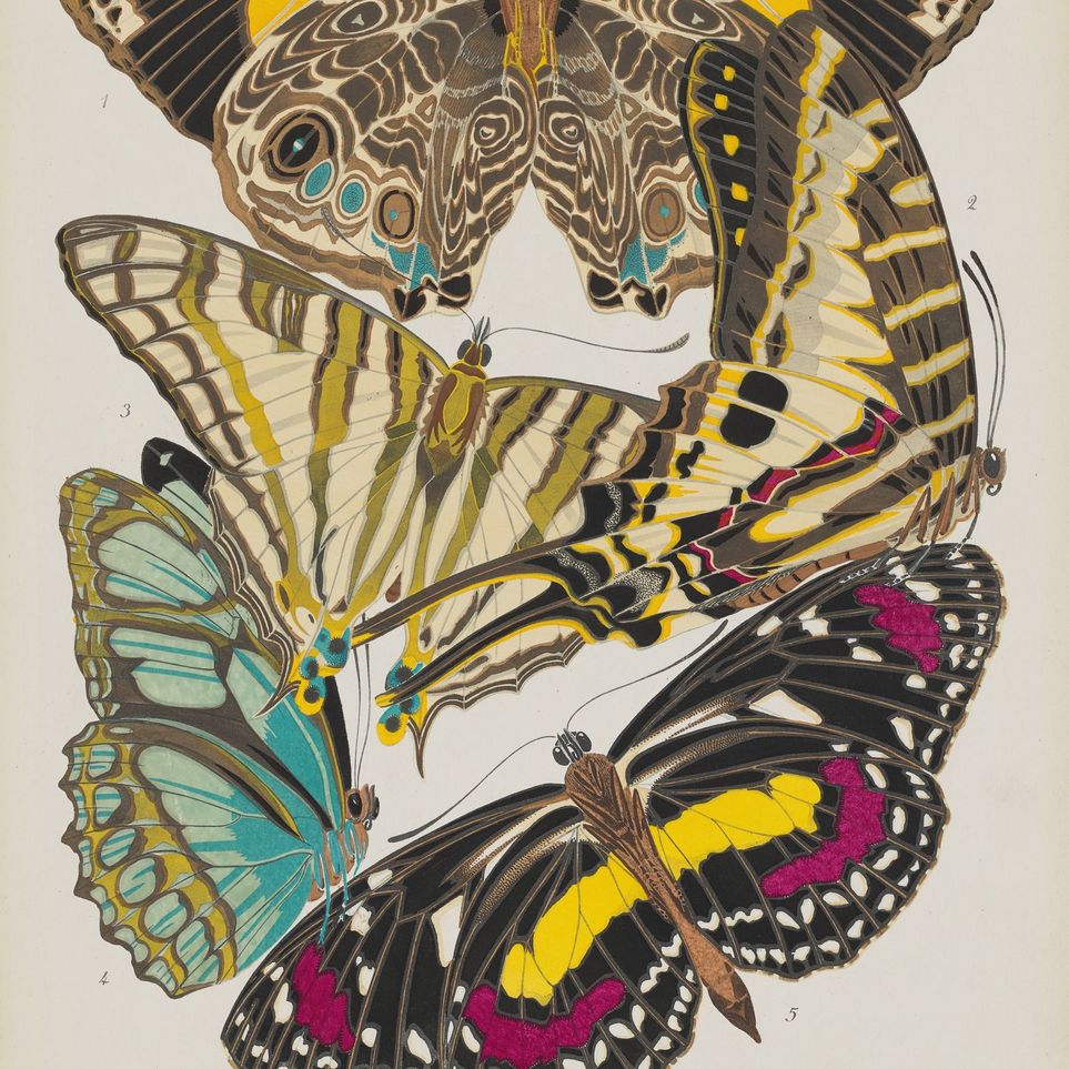 Butterflies among blank paper