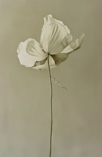 Ivory bloom in gray air