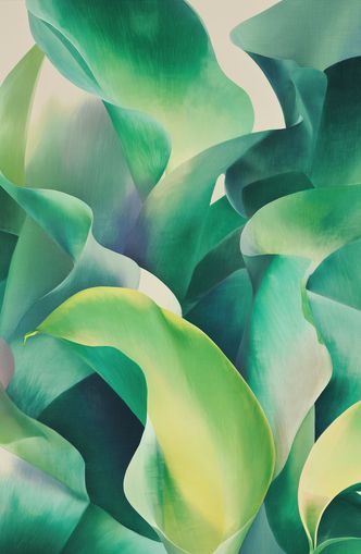Calla lilies crowd the light