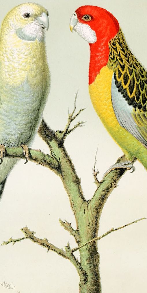 Beaks across the branch