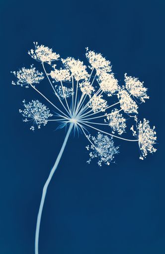 Midnight Bloom