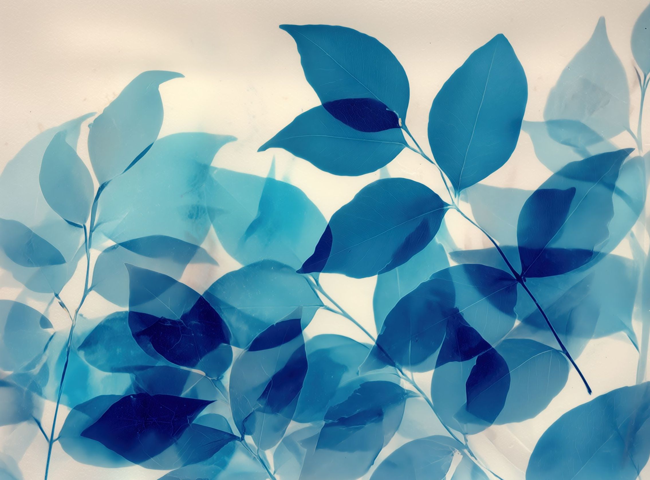 Leaves Spread in Light