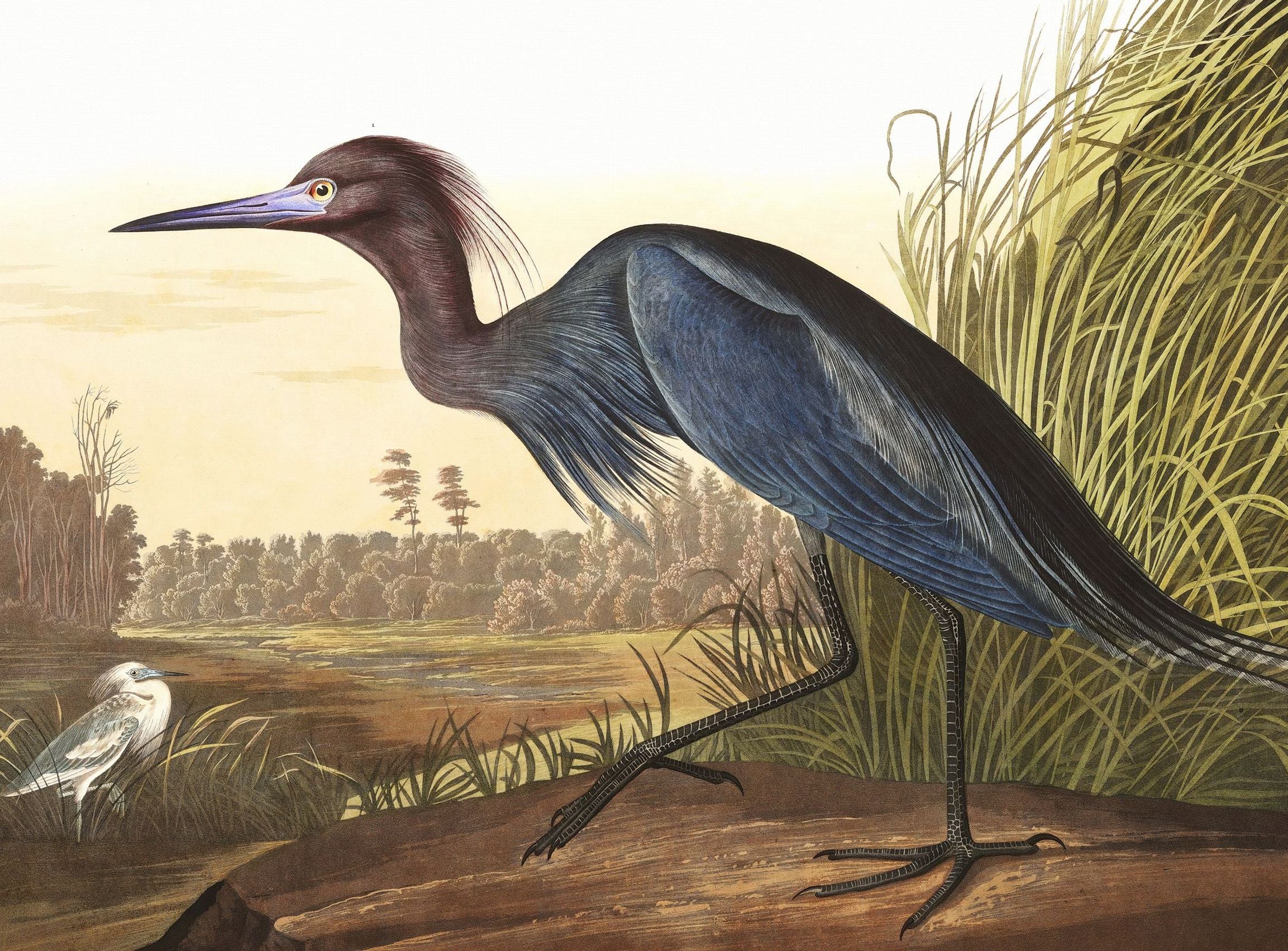 Great Blue Heron