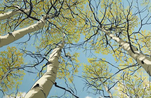 Yellow Leaves Against the Sky