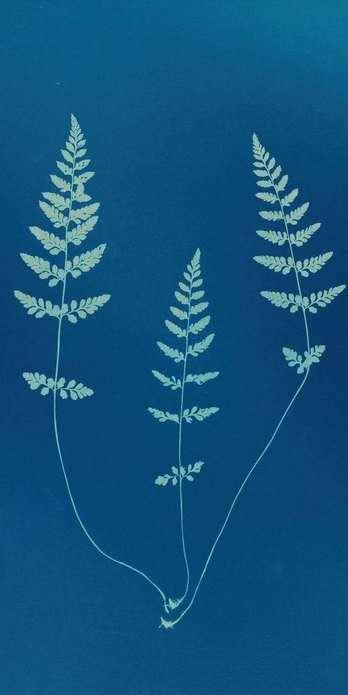 Three ferns in blue