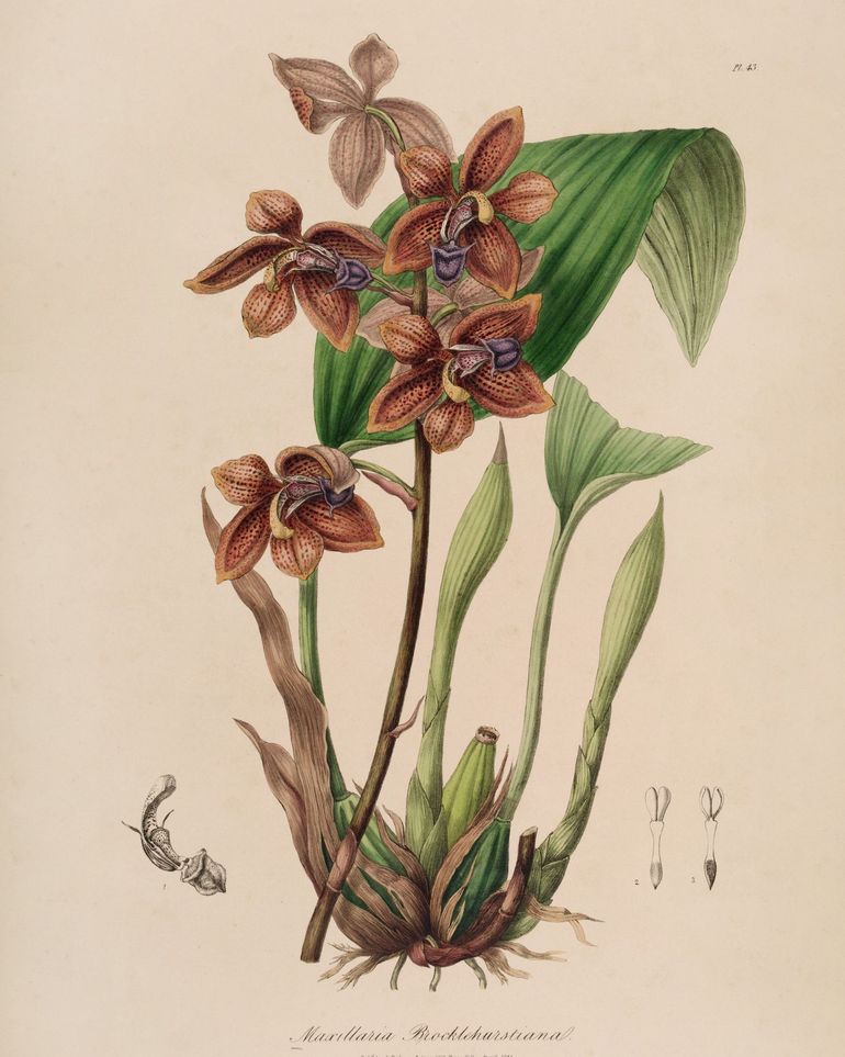 Speckled orchids on pale paper