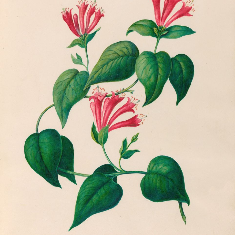 Three trumpets on a vine