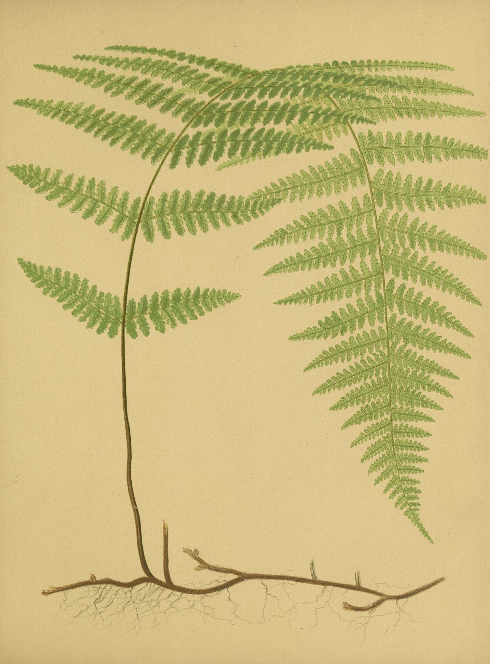 Green frond on tan paper