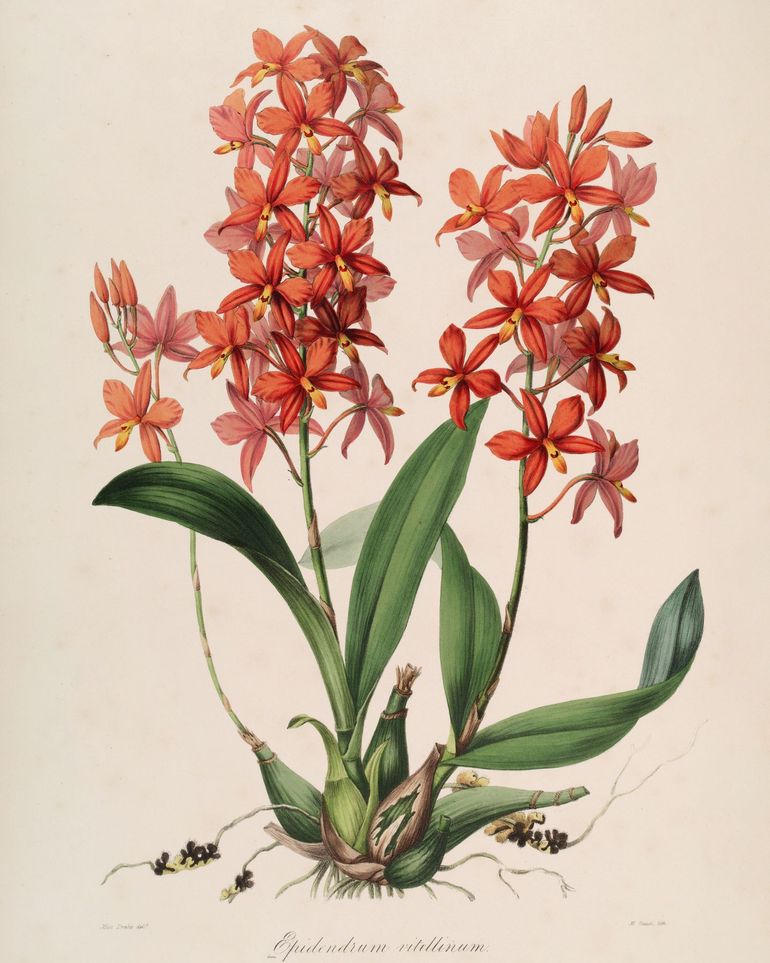 Red orchids on white paper