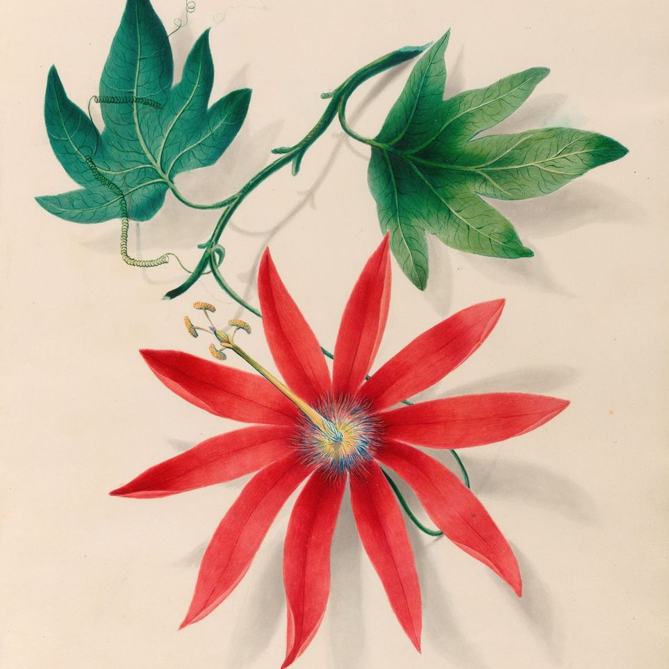 Red bloom on green vine