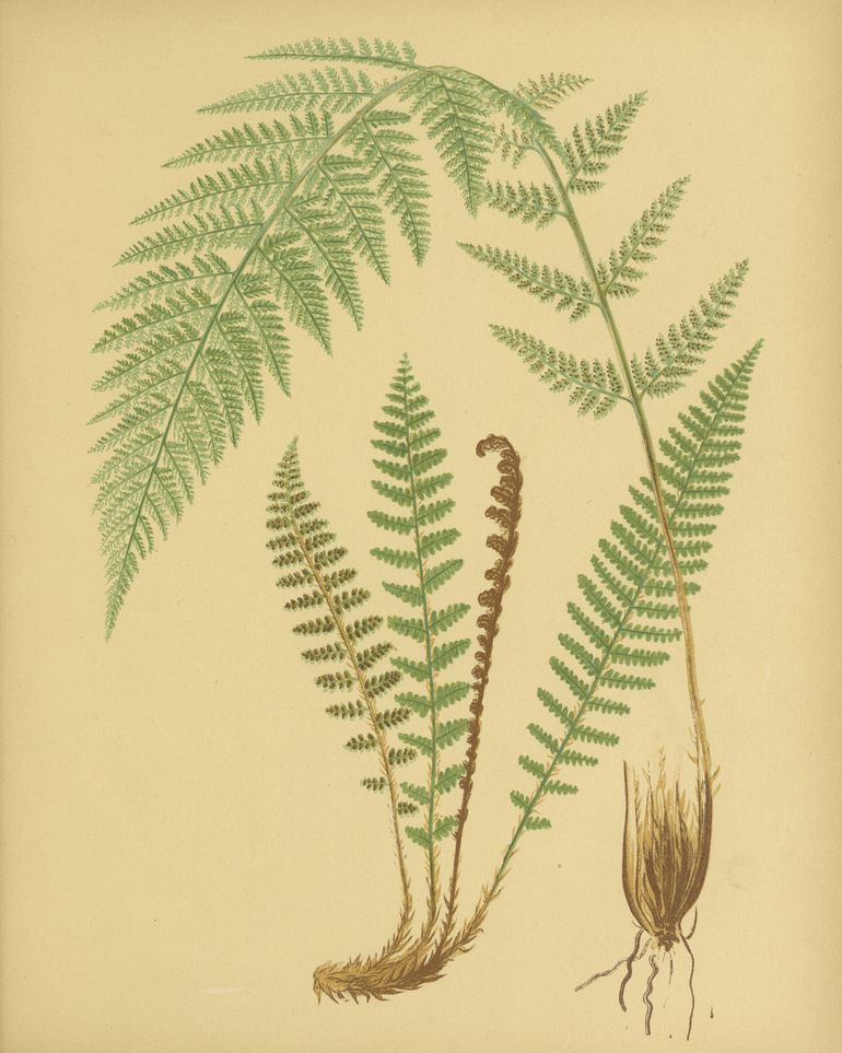 Fern fronds on tan paper