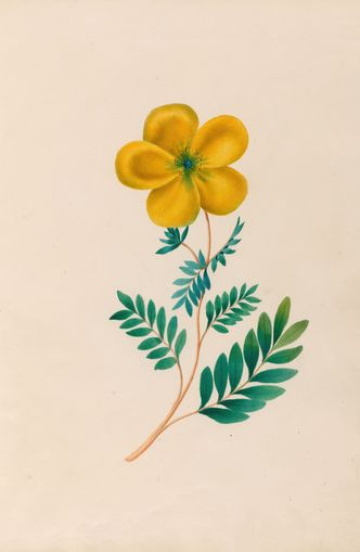 Yellow flower on pale paper