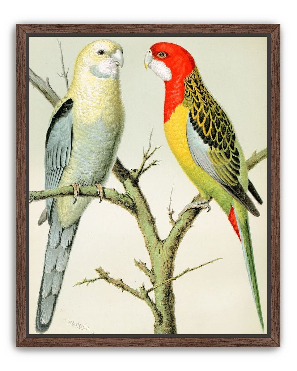 Beaks across the branch