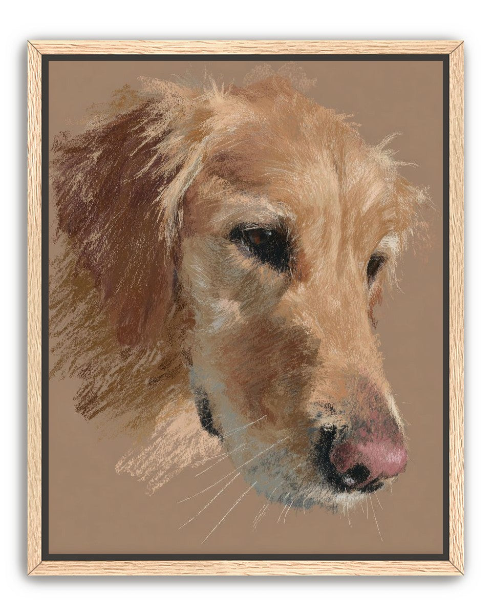 Warm browns on a golden retriever