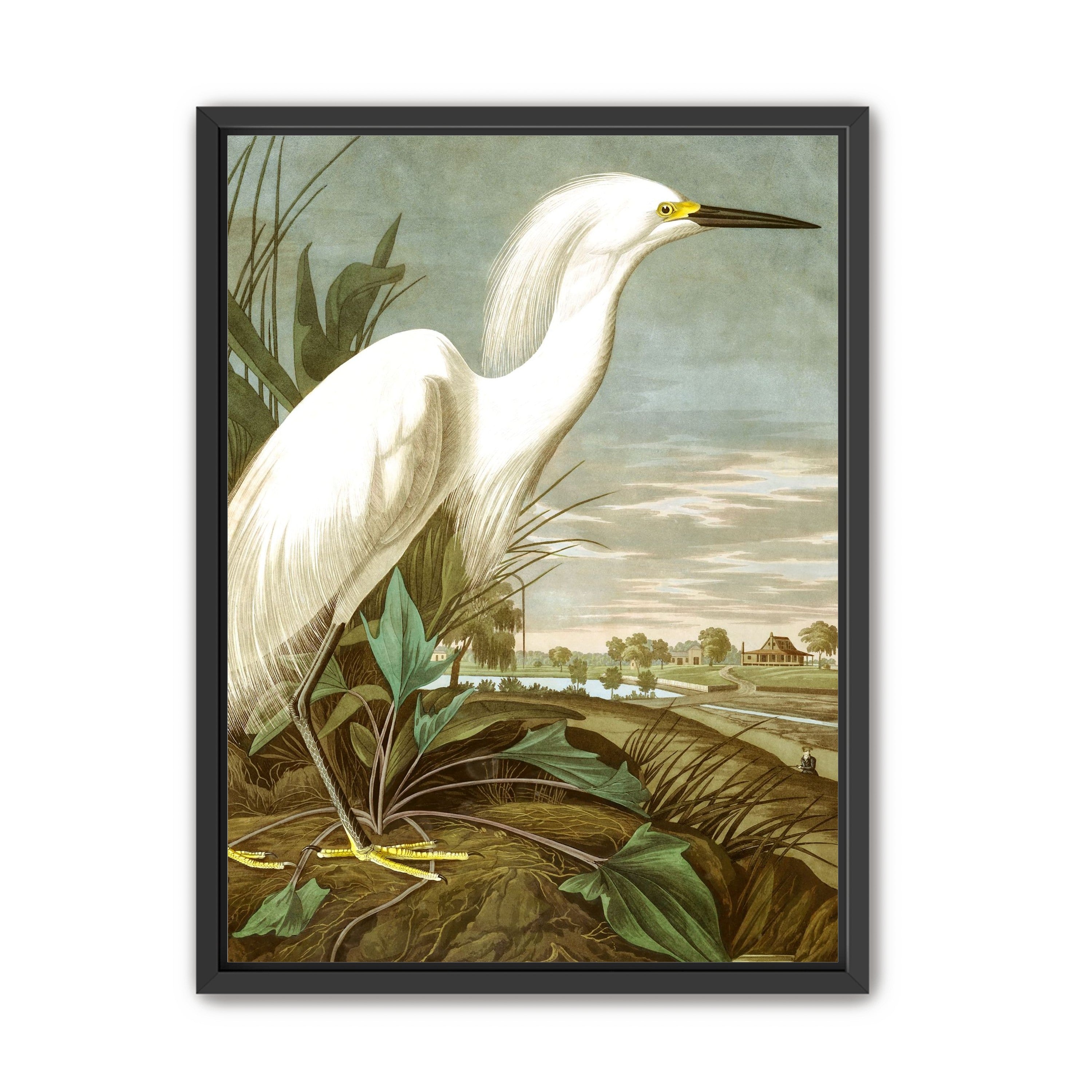White Egret