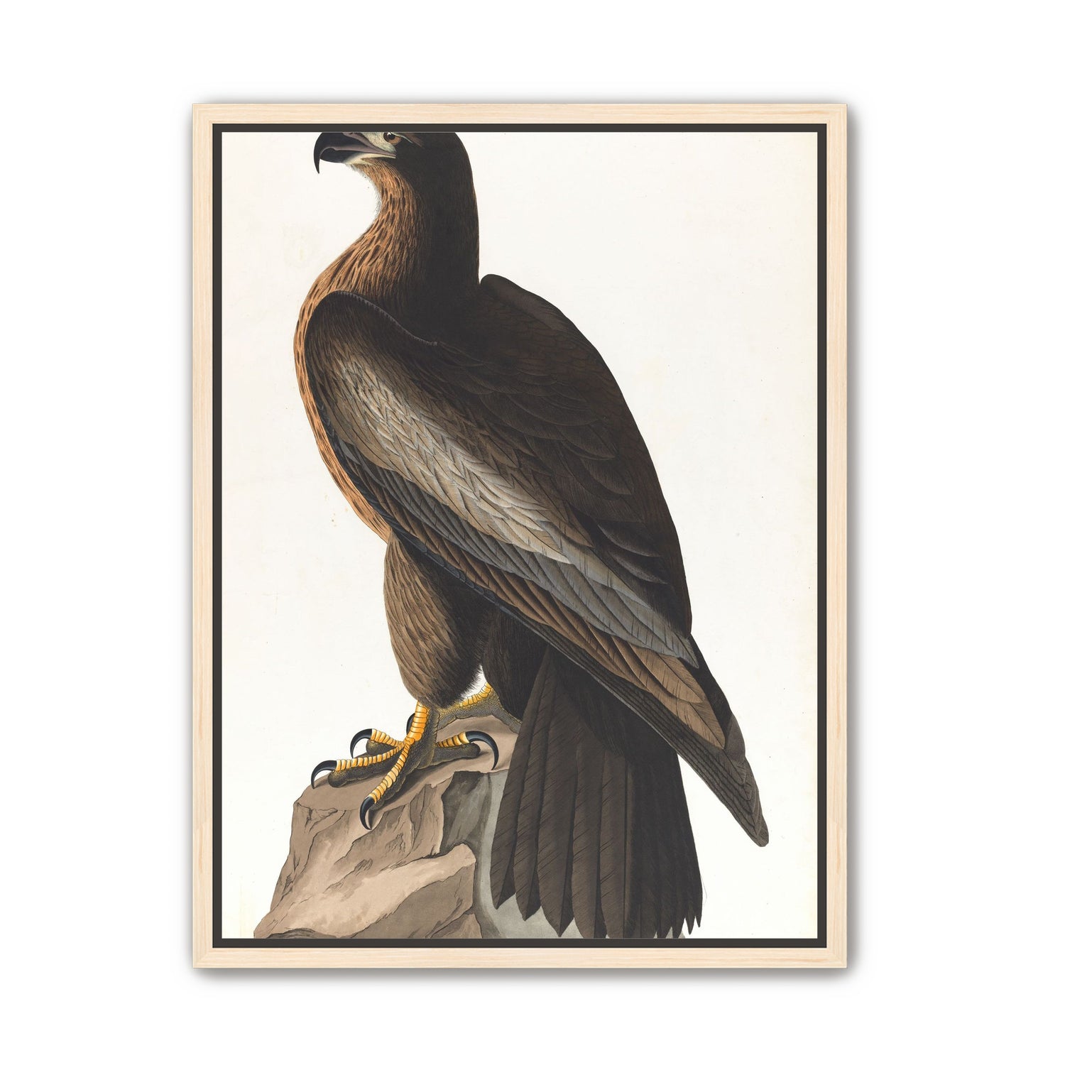Brown hawk on rock