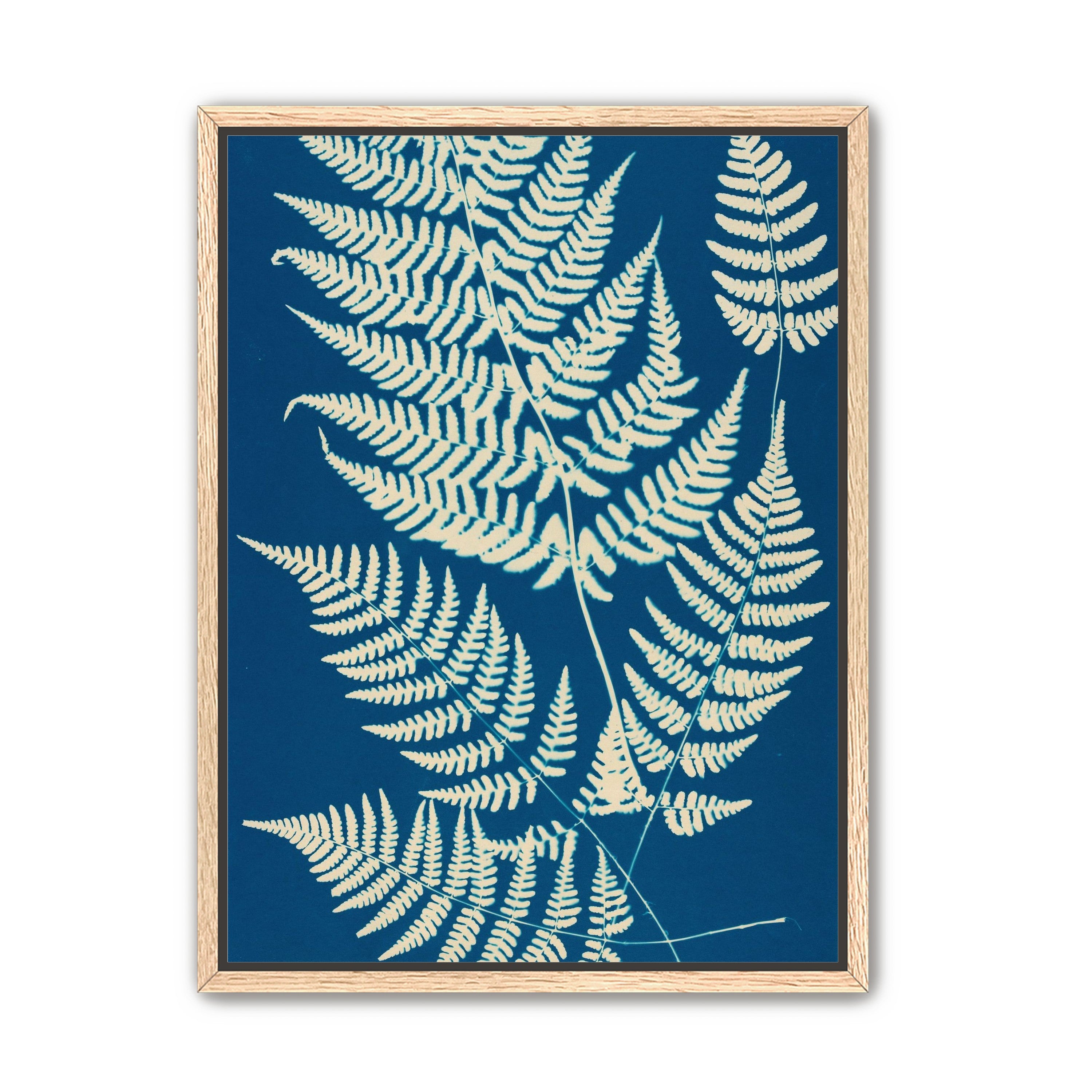 Ferns crossing blue field