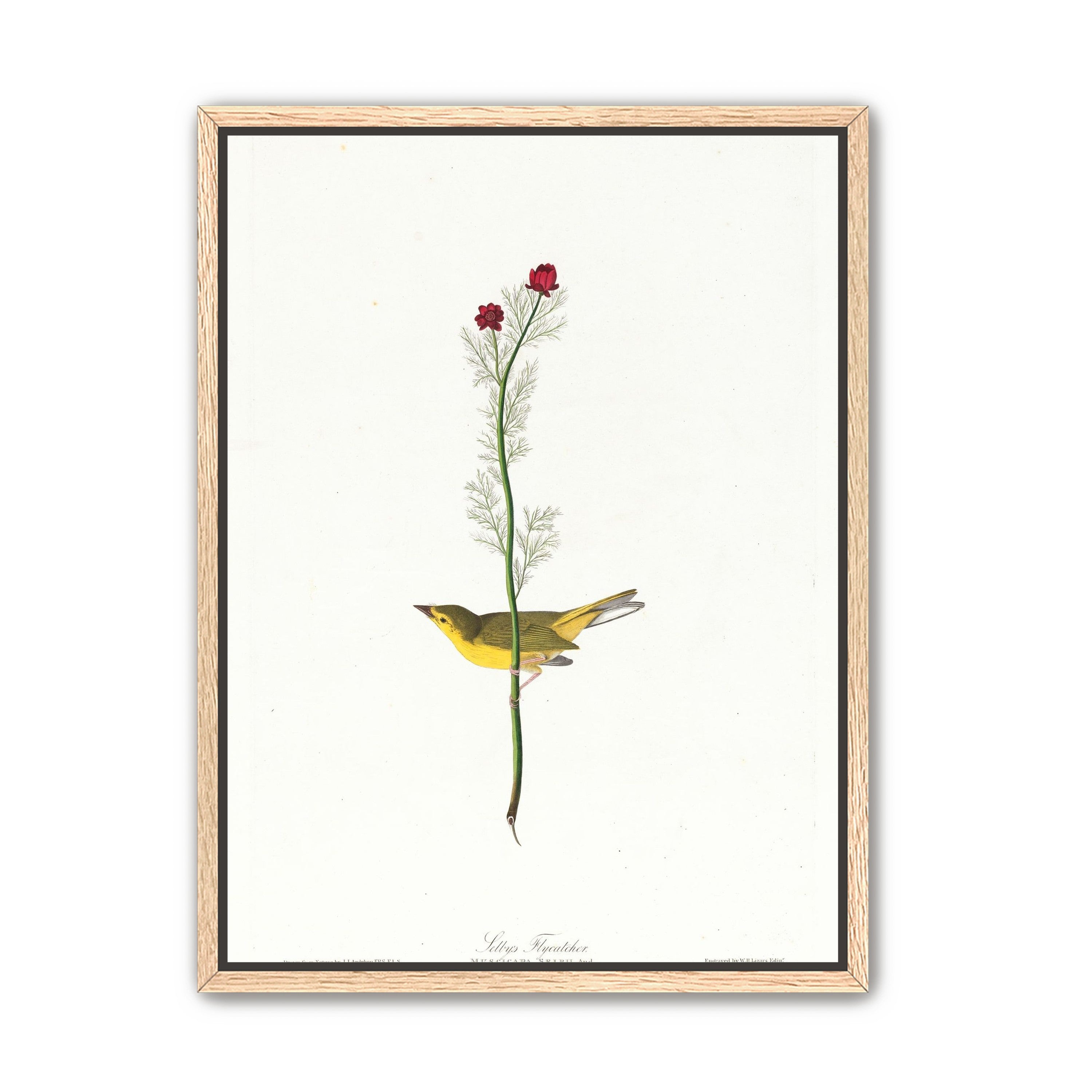 A yellow bird beneath red blooms