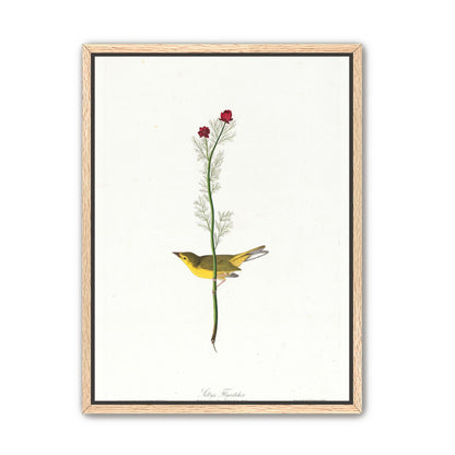 A yellow bird beneath red blooms