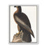 Brown hawk on rock
