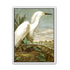 White Egret