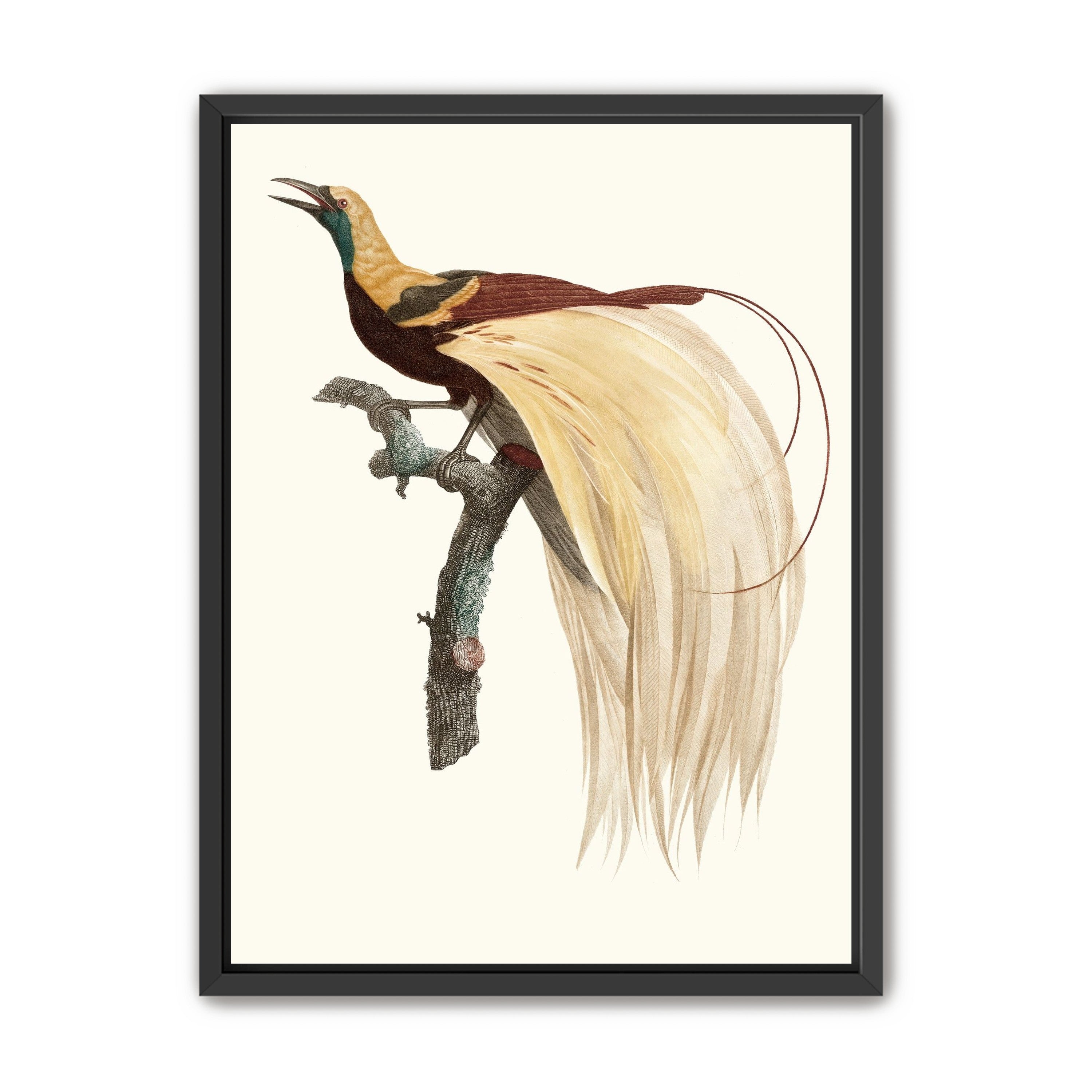 Open beak and trailing plumes