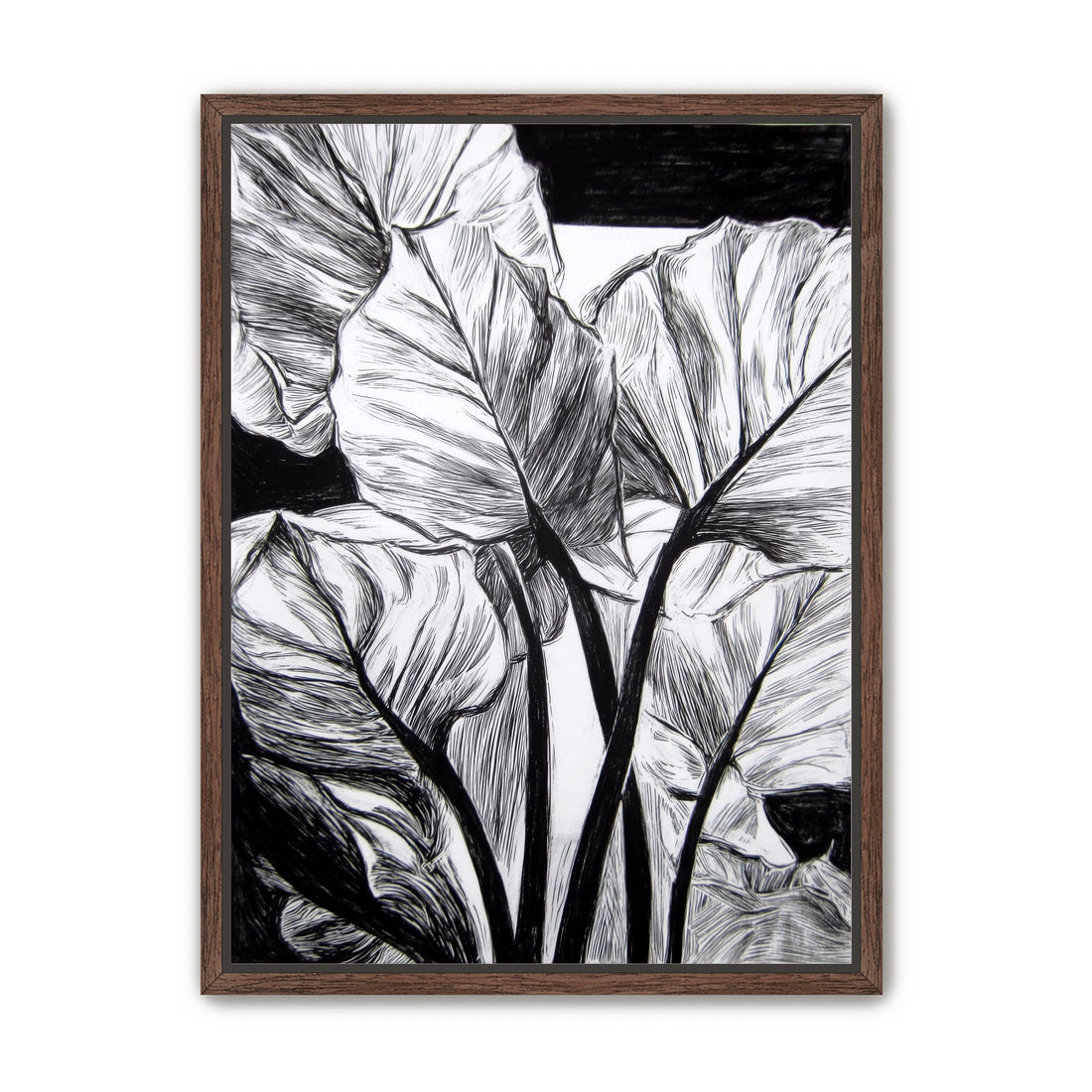 Overlapping Leaves on Dark Ground