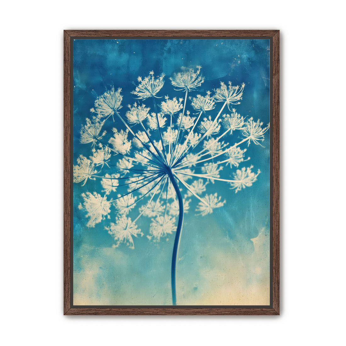 Laceflower Bloom