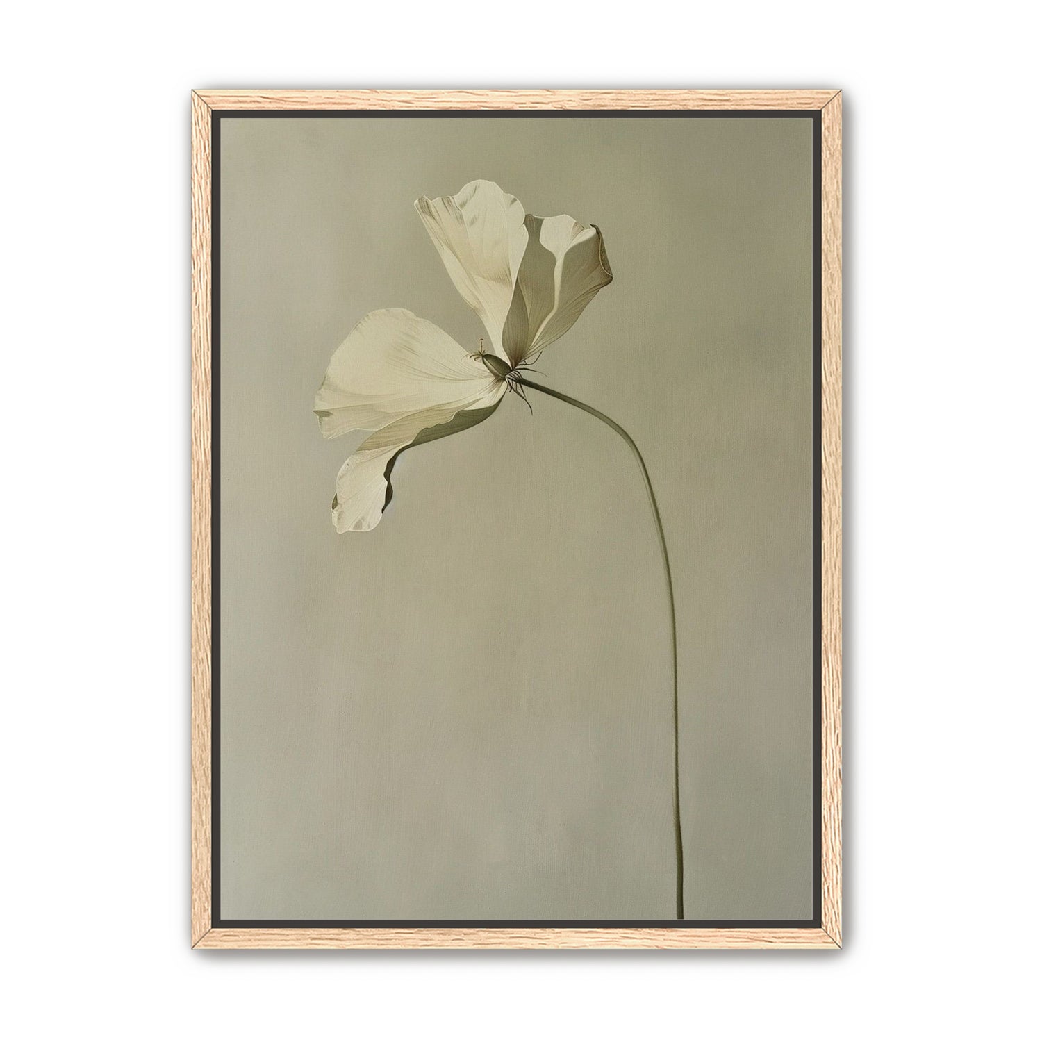 Cream petals in gray green air