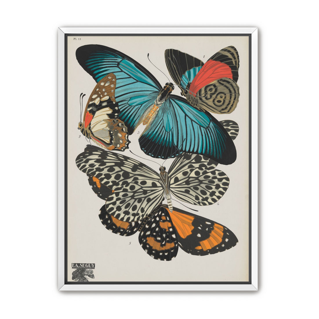 Turquoise wings over orange velvet