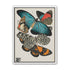 Turquoise wings over orange velvet