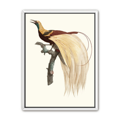Open beak and trailing plumes