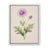 Lavender Radiance