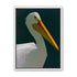 White pelican in deep green